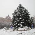 Un Albero che ne vale 10